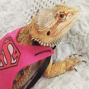 Team Page: Bearded Dragon Squad